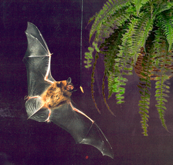 Echolocating bats adjust their vocalization to catch insects against a changing environmental background.