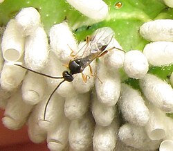 A parasitoid wasp (Cotesia congregata) adult with pupal cocoons on its host, a tobacco hornworm (Manduca sexta, green background), an example of a hymenopteran biological control agent