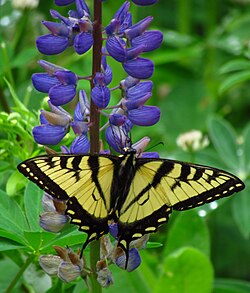 Canadian tiger swallowtail on wild perennial lupine, Gatineau, Quebec