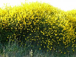 Weaver's broom, the national flower of Catalonia