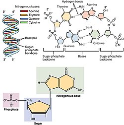 The structure of deoxyribonucleic acid (DNA); the picture shows the monomers being put together.