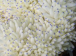 Squid eggs