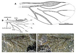 Forewing of the early Middle Triassic (early Anisian) aphid Vosegus triassicus[8]