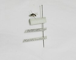 A hoverfly double-mounted with a minuten pin and a size 3 pin