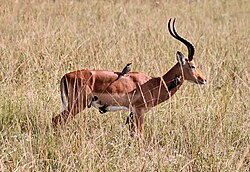 The red-billed oxpecker eats ticks on the impala's coat, in a cleaning symbiosis.