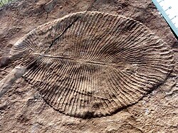 Dickinsonia, an enigmatic quilted organism with glide symmetry which may have been an early animal