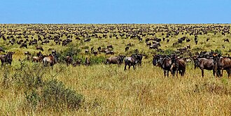 Wildebeest on the Serengeti 'great migration'