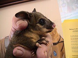 Abandoned joey handed to Fauna Rescue, Adelaide, South Australia