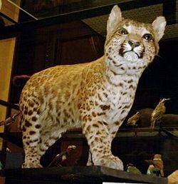 A pumapard, the hybrid offspring of a cougar and a leopard, two cats belonging to different subfamilies.