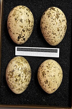 Eurasian stone-curlew eggs