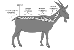 Regions of vertebrae in the goat