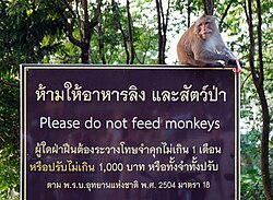 Macaque on a "Please do not feed monkeys" sign in Ko Chang, Thailand.