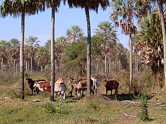 Bajo Chaco, extensive cattle ranching