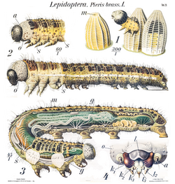 Anatomy - (1) Egg m-micropyle (2) Head o-ocelli s-spiracle (3) s-spiracle m-malphigian tubules g-silk gland (4) a - antenna l-labrum o- ocelli k mandible k2 maxilla t2 palps t3 spinnerets