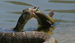 Northern water snake (Nerodia sipedon) eating a catfish