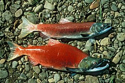 Pacific salmon are examples of semelparous organisms.