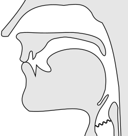 Sagittal section of a voiced bilabial nasal