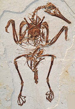Fossil skeleton of Rapaxavis pani (a longipterygid) with a preserved pygostyle