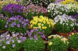 Selection of cultivated violas at the Gardeners' World Live show, in June 2011.