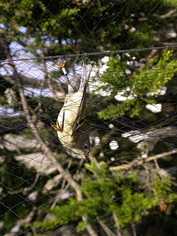 A ruby-crowned kinglet caught in a mist net