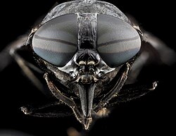 Head of a horse-fly showing large compound eyes and stout piercing mouthparts