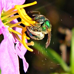 A female Augochloropsis using buzz pollination