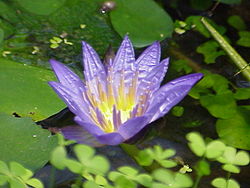 Nymphaea nouchali is the national flower of Bangladesh and Sri Lanka.