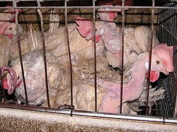 The welfare of farm animals such as hens in battery cages and other systems is debated.[14][15][16]