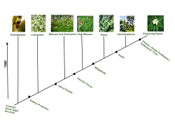 Cladogram of plant evolution