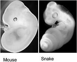 Mouse and snake embryos