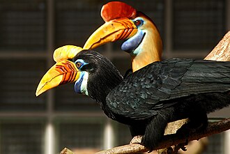 A pair of knobbed hornbills with prominent casques on display