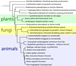 An evolutionary tree of eukaryotic organisms, constructed by the comparison of several orthologous gene sequences