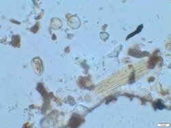 Processed, fossilised pollen from the family Poaceae. Species unknown