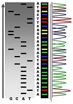 An example of the results of automated chain-termination DNA sequencing