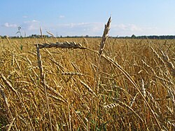 Wheat in Tomsk Oblast, Siberia