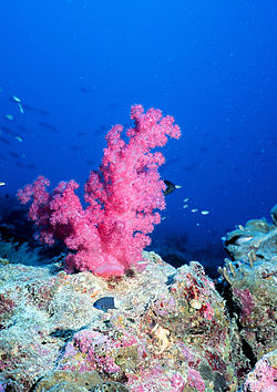 In coral reefs, gamete incompatibility prevents the formation of numerous inter-species hybrids.