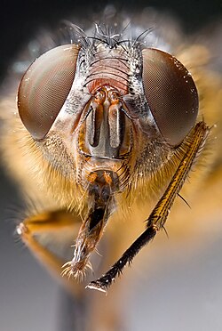 Most insects have a pair of large compound eyes and other sensory organs such as antennae able to detect movements and chemical stimuli on their heads.