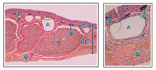 Cross section of frog skin: A. Mucous glandB. ChromatophoreC. Granular poison glandD. Connective tissueE. Stratum corneumF. Transition zoneG. EpidermisH. Dermis