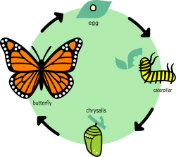 The life cycle of the monarch butterfly