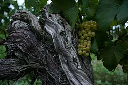 A 50-plus-year-old vine planting of Chardonnay in Ontario