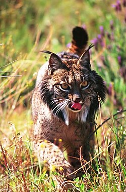 An Iberian lynx