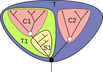 Stem groups[56]— = Lines of descent = Basal node = Crown node = Total group = Crown group = Stem group