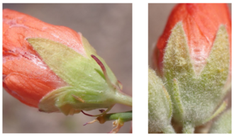 The calyx of the Gierisch mallow (left) is smooth compared to that of the more populous Rusby's globemallow.