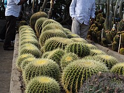 Cacti in a greenhouse in Darjeeling, India