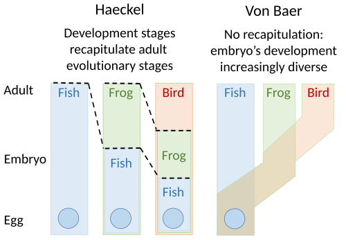 Embryology theories of Ernst Haeckel and Karl Ernst von Baer compared