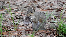 A squirrel (Sciurus carolinensis) feeding on a mushroom