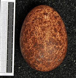 Egg, Museum Wiesbaden