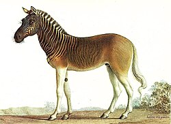Painting of a quagga stallion in Louis XVI's menagerie at Versailles by Nicolas Marechal, 1793