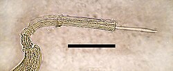Extremity of a male nematode showing the spicule, used for copulation, bar=100 μm[55]
