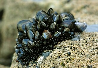Blue mussels, Mytilus edulis, are sessile and exhibit clumping